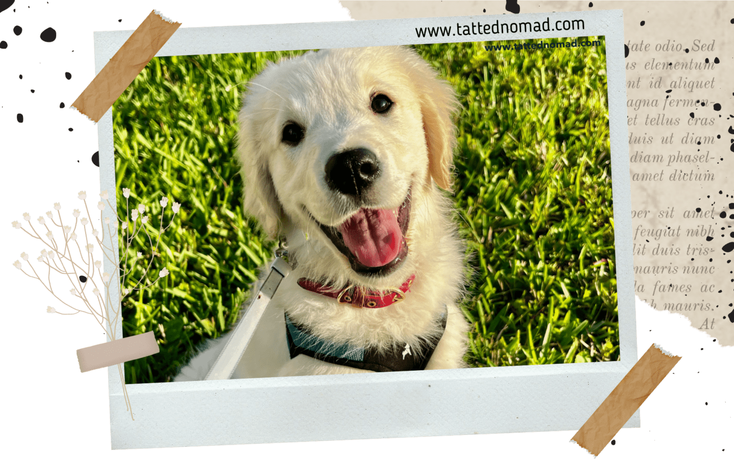 golden retriever puppy things I wish I knew before getting a puppy by Anna Dykeman