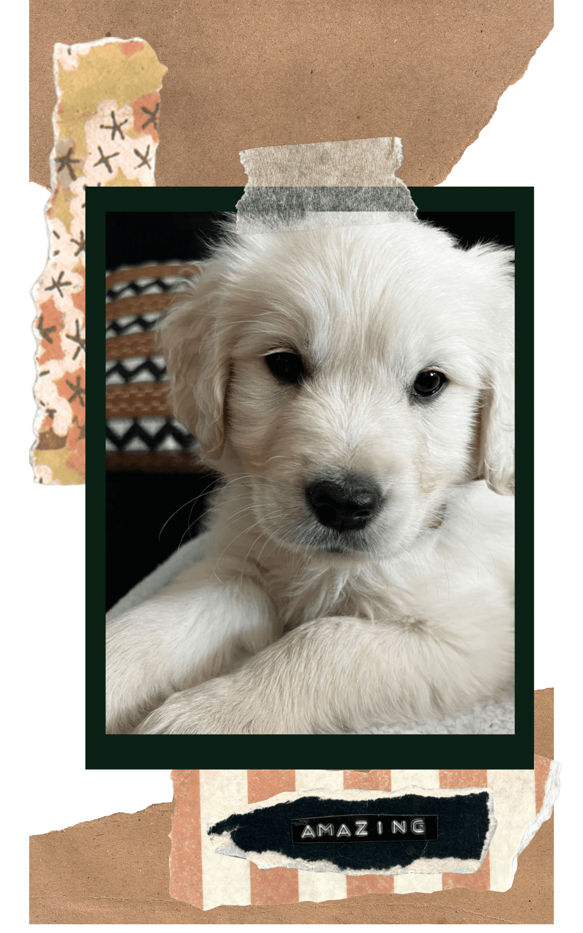 cute golden retriever puppy on things I wish I knew before getting a puppy