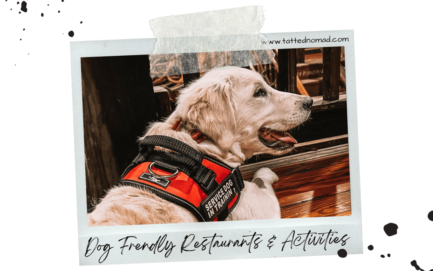 Dog friendly restaurants key west and dog friendly activities key west dog friendly hotels key west