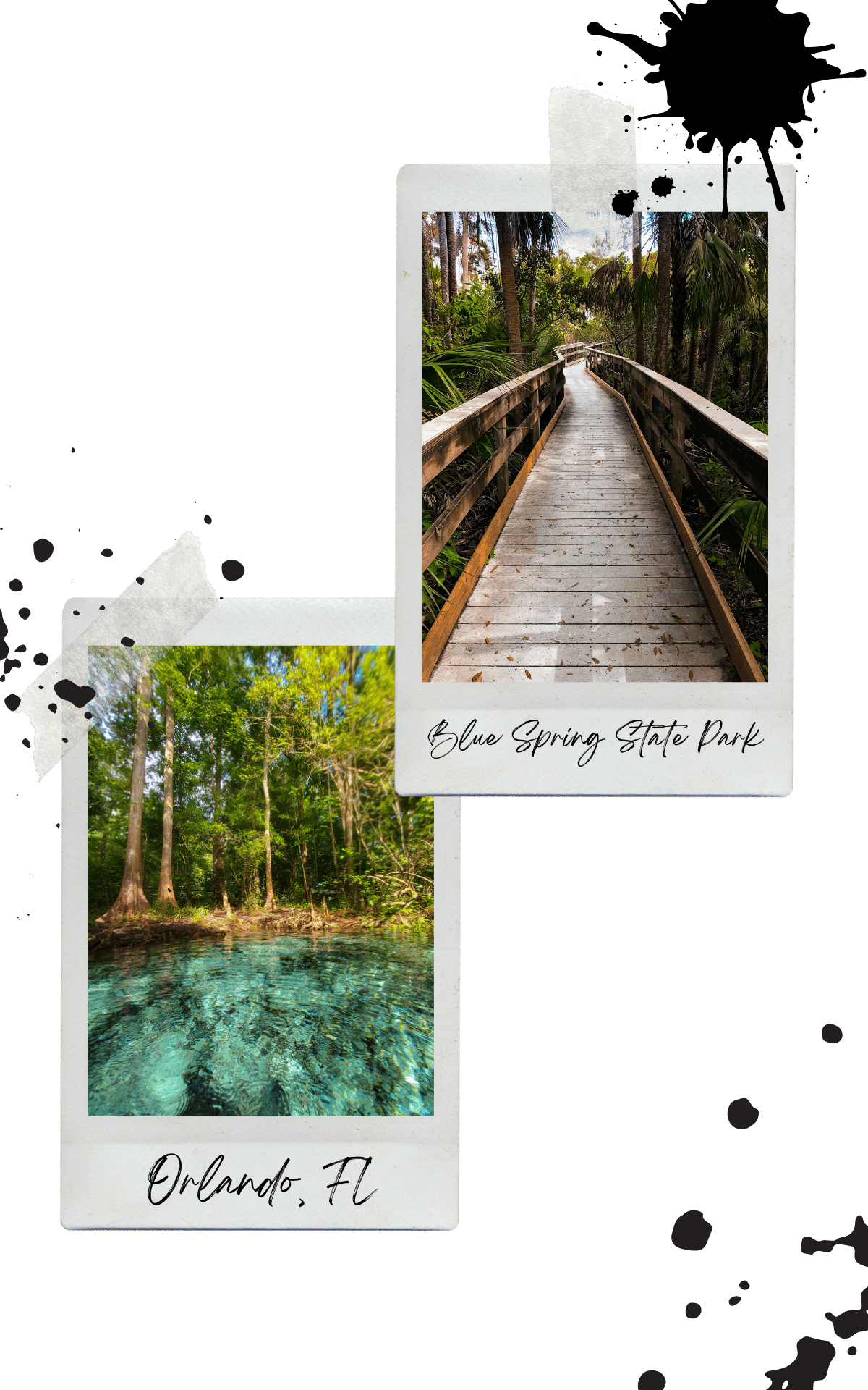 blue spring state park in orlando things to do in orlando