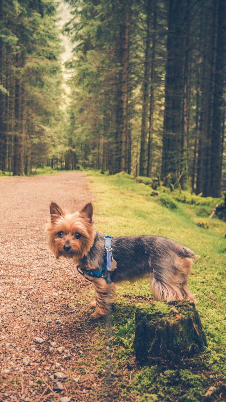 An Australian Silky Terrier on a forest trail