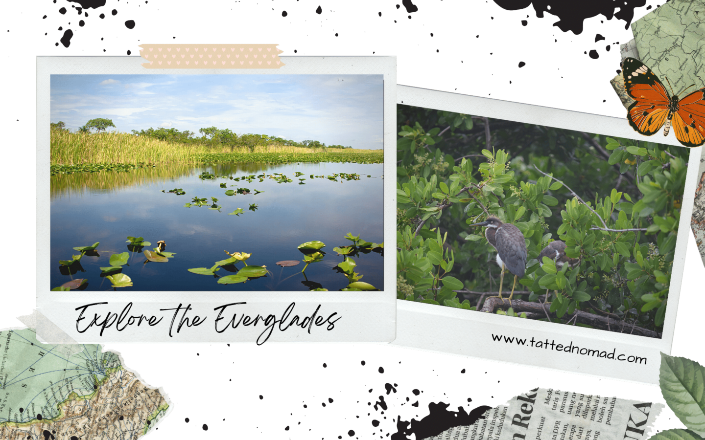 swamps in everglades florida